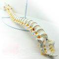 SPINE01 (12372) Medical Science Nature Classic Modelo de Coluna Flexível sem Pelve, Espinha / Vertebrae Modelos&gt; Coluna em Tamanho Real